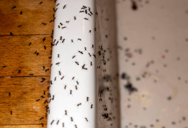 Best Flea Control Services  in Northville, NY